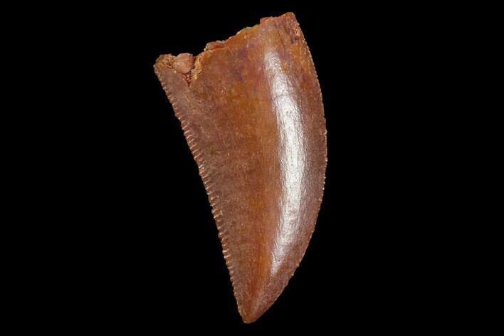 Serrated, Raptor Tooth - Real Dinosaur Tooth #94120